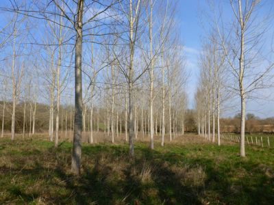 Terrain boisé 4 ha bord de Charente